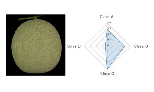 静岡大学、温室メロンの網目品質を熟練生産者レベルで認識できる等級判定AIを開発